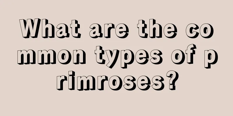 What are the common types of primroses?