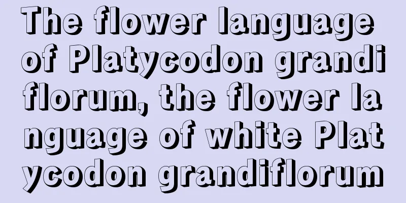 The flower language of Platycodon grandiflorum, the flower language of white Platycodon grandiflorum