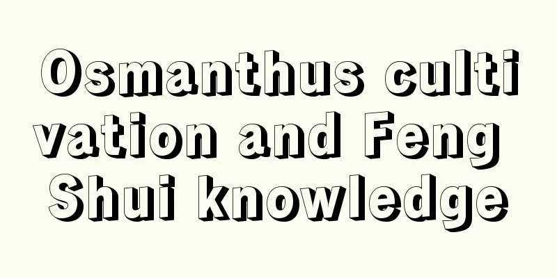 Osmanthus cultivation and Feng Shui knowledge