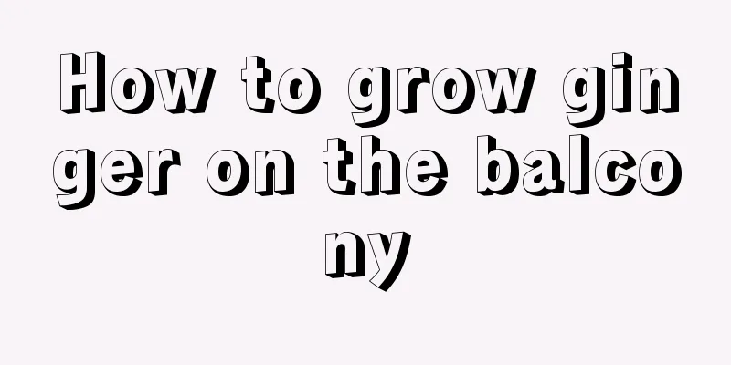How to grow ginger on the balcony