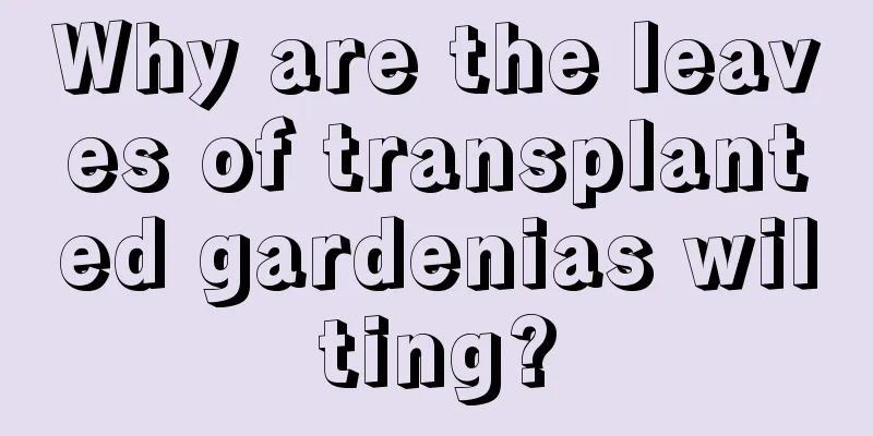 Why are the leaves of transplanted gardenias wilting?