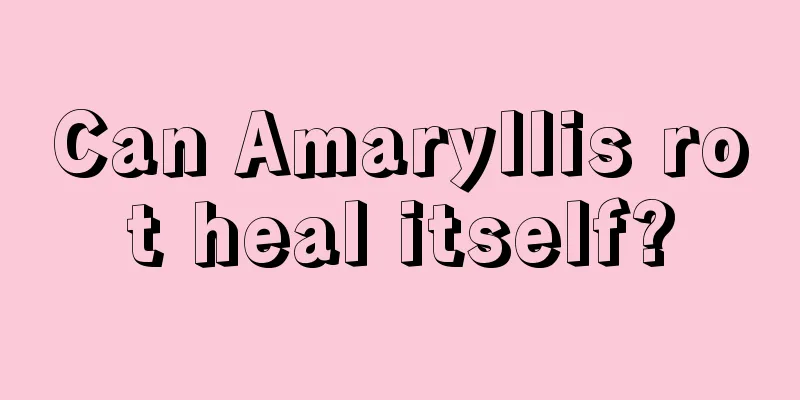 Can Amaryllis rot heal itself?