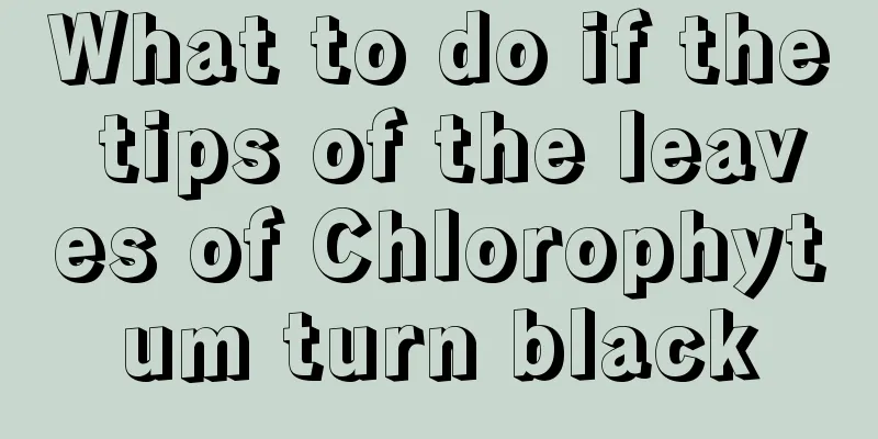 What to do if the tips of the leaves of Chlorophytum turn black