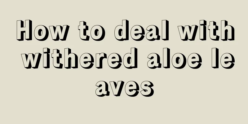How to deal with withered aloe leaves