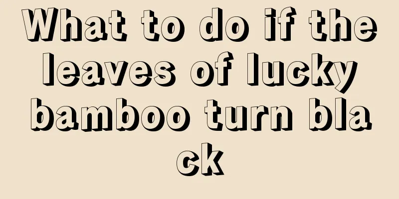 What to do if the leaves of lucky bamboo turn black