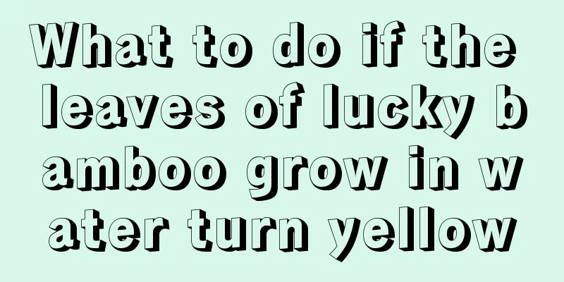 What to do if the leaves of lucky bamboo grow in water turn yellow