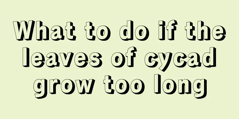 What to do if the leaves of cycad grow too long