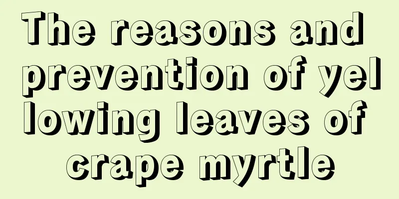 The reasons and prevention of yellowing leaves of crape myrtle