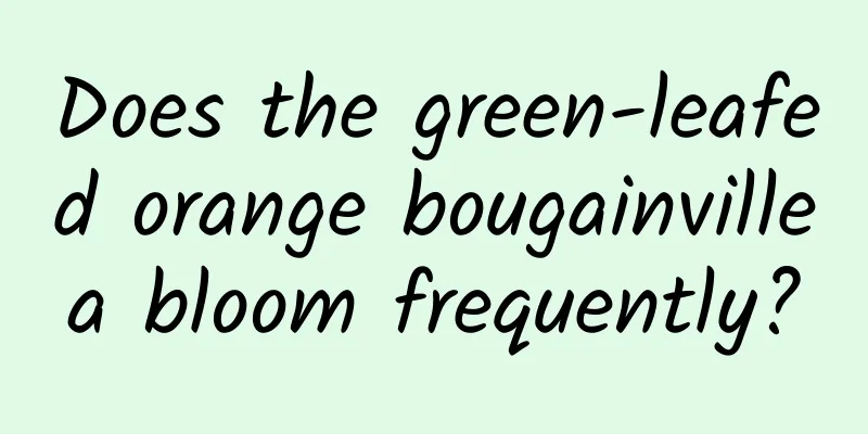Does the green-leafed orange bougainvillea bloom frequently?