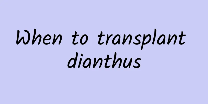 When to transplant dianthus