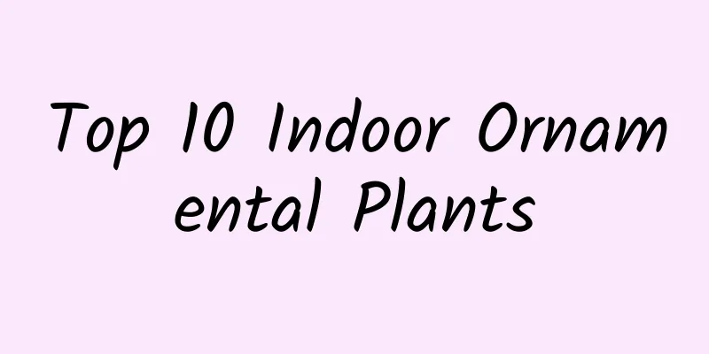 Top 10 Indoor Ornamental Plants