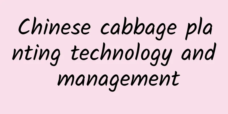 Chinese cabbage planting technology and management