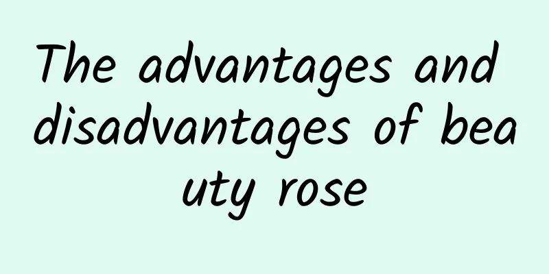 The advantages and disadvantages of beauty rose
