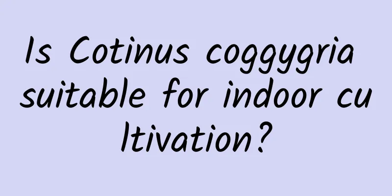 Is Cotinus coggygria suitable for indoor cultivation?