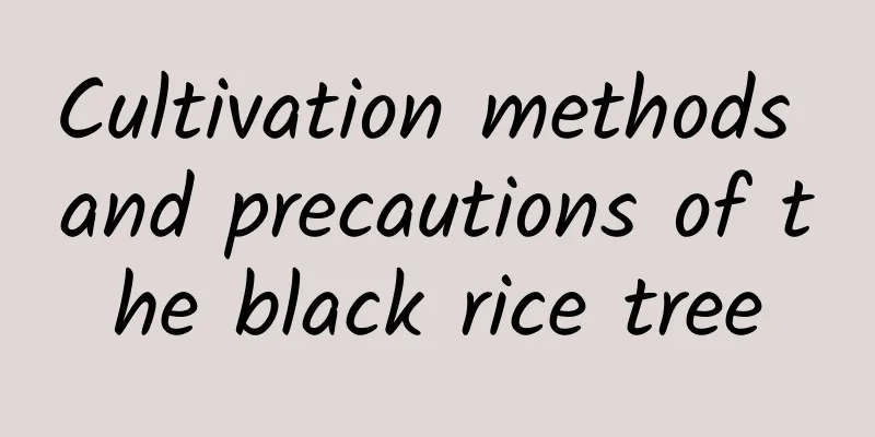 Cultivation methods and precautions of the black rice tree