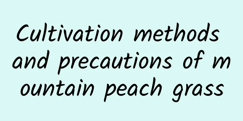 Cultivation methods and precautions of mountain peach grass