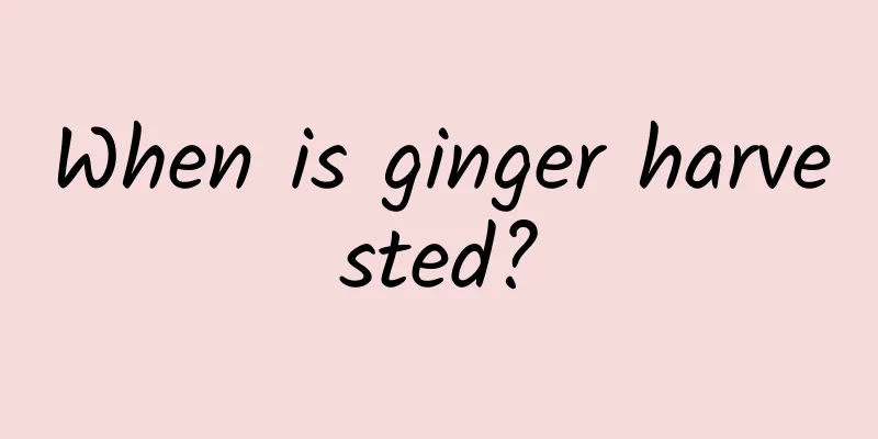 When is ginger harvested?