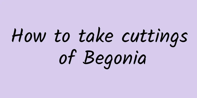 How to take cuttings of Begonia