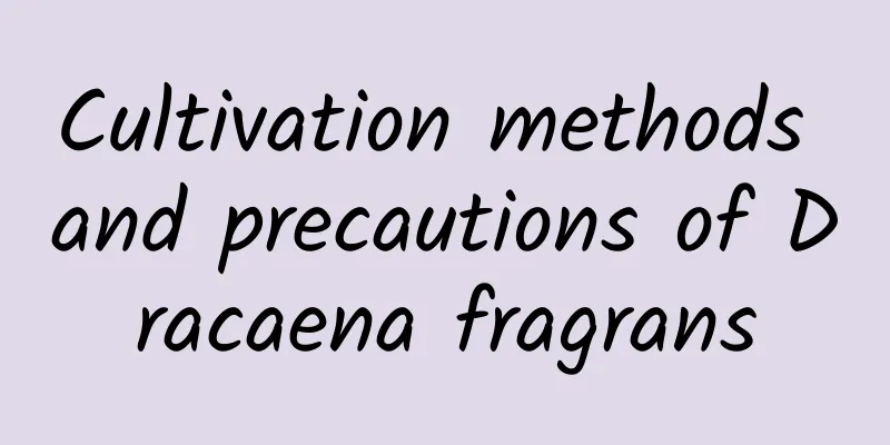Cultivation methods and precautions of Dracaena fragrans