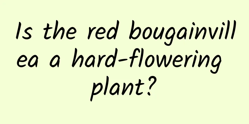 Is the red bougainvillea a hard-flowering plant?