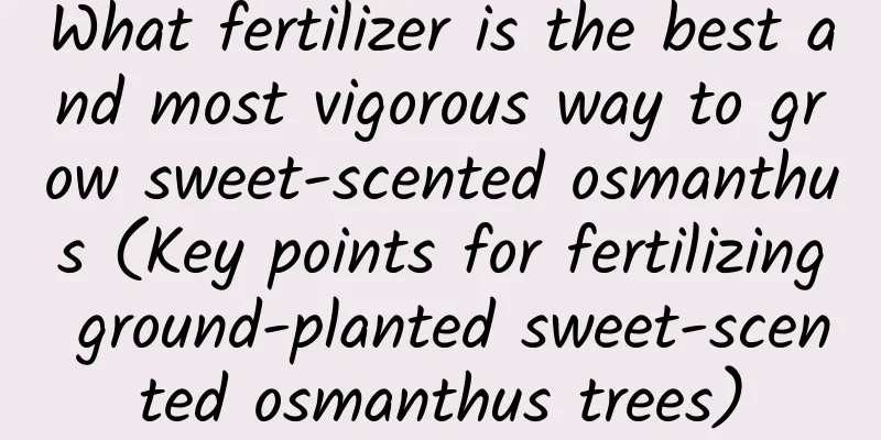 What fertilizer is the best and most vigorous way to grow sweet-scented osmanthus (Key points for fertilizing ground-planted sweet-scented osmanthus trees)