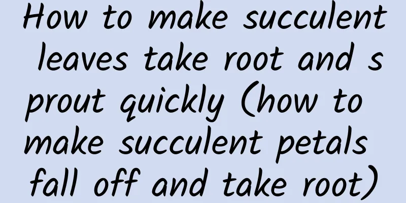How to make succulent leaves take root and sprout quickly (how to make succulent petals fall off and take root)