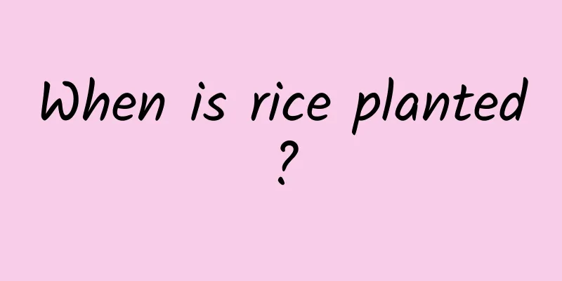 When is rice planted?