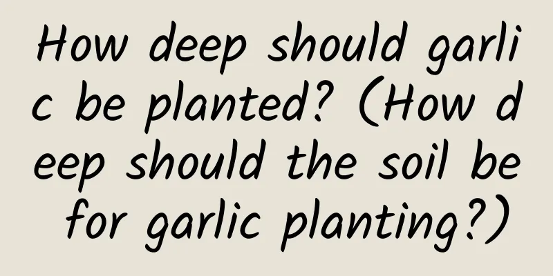 How deep should garlic be planted? (How deep should the soil be for garlic planting?)
