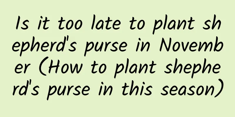Is it too late to plant shepherd's purse in November (How to plant shepherd's purse in this season)