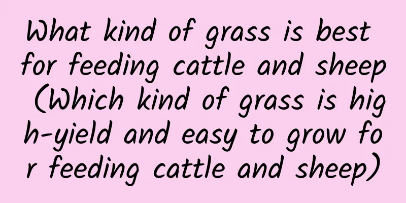 What kind of grass is best for feeding cattle and sheep (Which kind of grass is high-yield and easy to grow for feeding cattle and sheep)