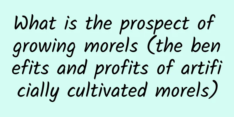 What is the prospect of growing morels (the benefits and profits of artificially cultivated morels)