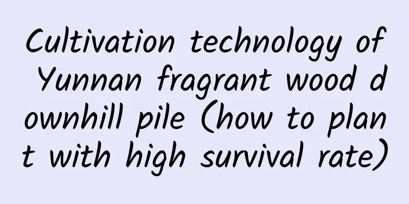 Cultivation technology of Yunnan fragrant wood downhill pile (how to plant with high survival rate)