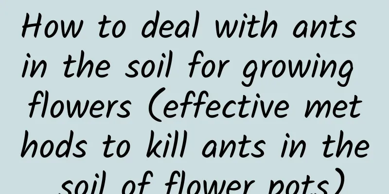How to deal with ants in the soil for growing flowers (effective methods to kill ants in the soil of flower pots)