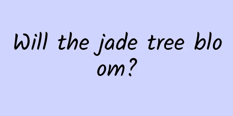 Will the jade tree bloom?