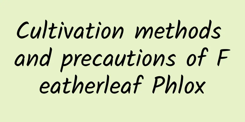 Cultivation methods and precautions of Featherleaf Phlox