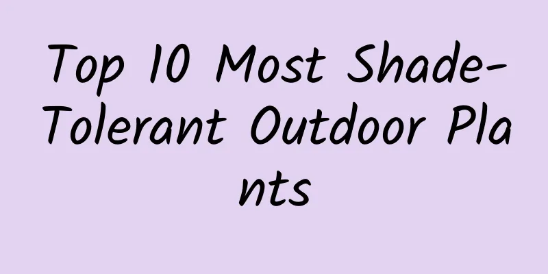 Top 10 Most Shade-Tolerant Outdoor Plants