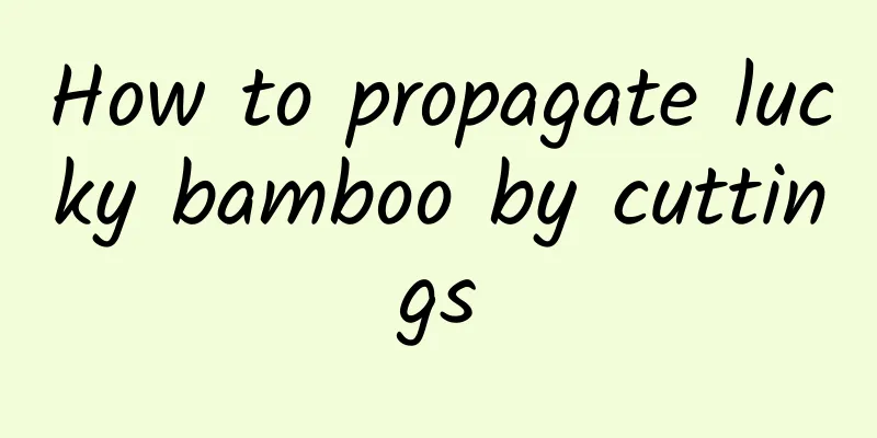 How to propagate lucky bamboo by cuttings