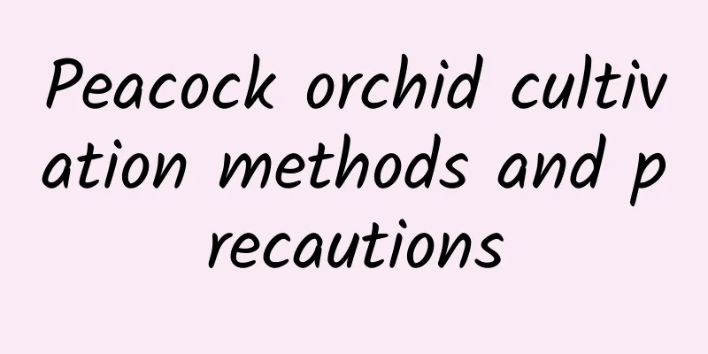 Peacock orchid cultivation methods and precautions