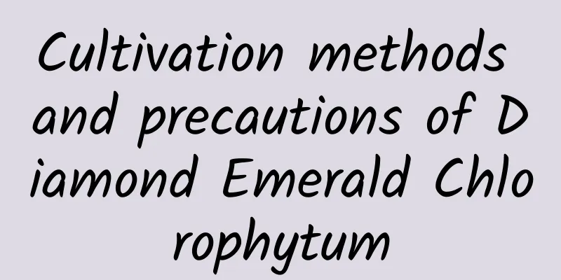 Cultivation methods and precautions of Diamond Emerald Chlorophytum