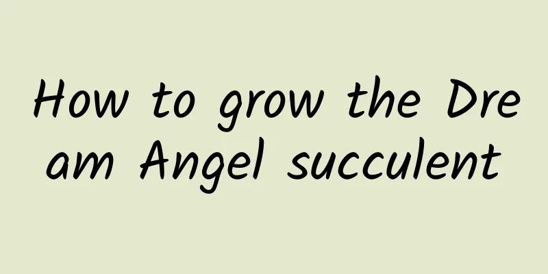How to grow the Dream Angel succulent
