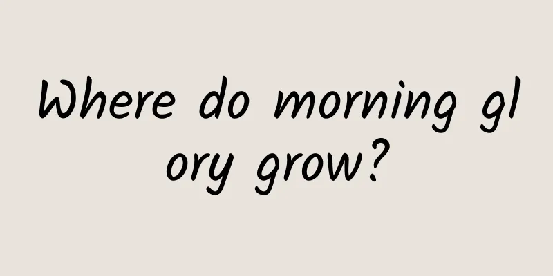 Where do morning glory grow?