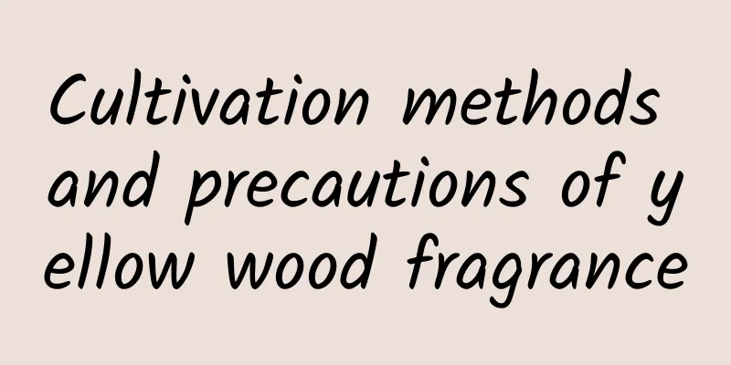 Cultivation methods and precautions of yellow wood fragrance