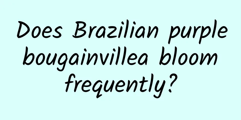 Does Brazilian purple bougainvillea bloom frequently?