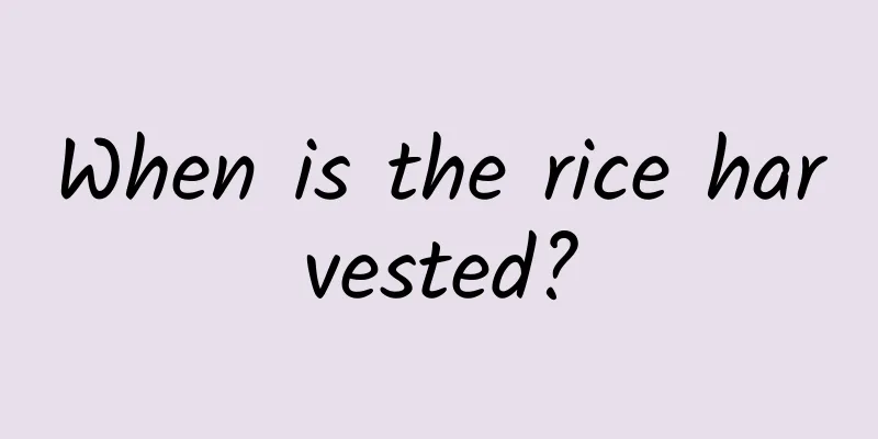 When is the rice harvested?