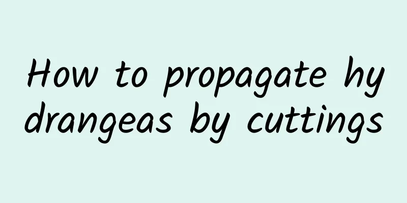 How to propagate hydrangeas by cuttings