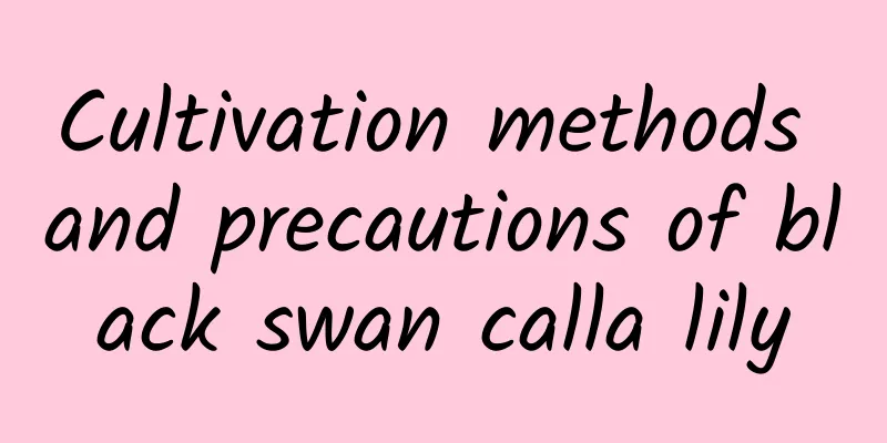 Cultivation methods and precautions of black swan calla lily