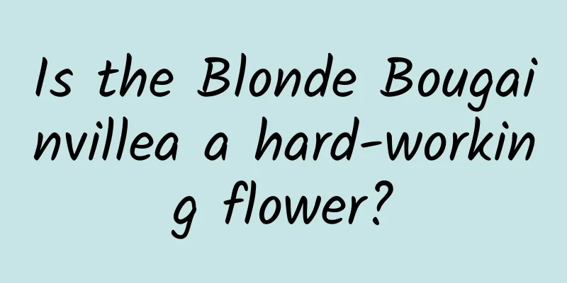Is the Blonde Bougainvillea a hard-working flower?