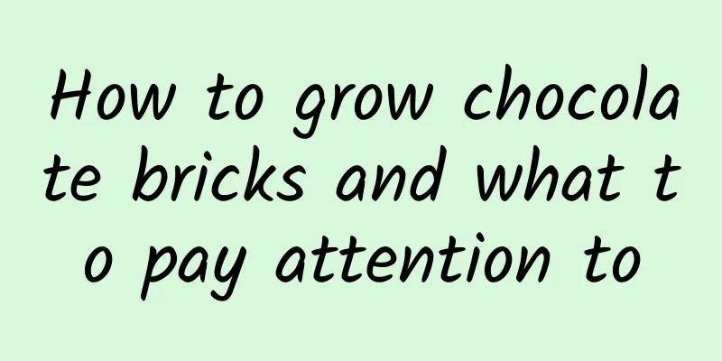 How to grow chocolate bricks and what to pay attention to