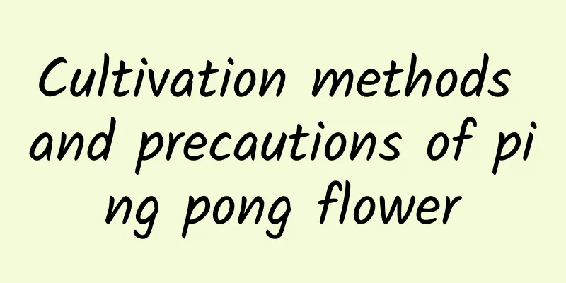 Cultivation methods and precautions of ping pong flower