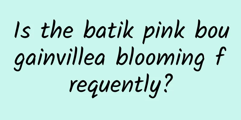 Is the batik pink bougainvillea blooming frequently?
